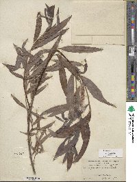 Salix sessilifolia image