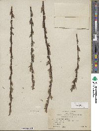 Salix sessilifolia image