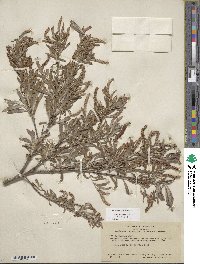 Salix sessilifolia image