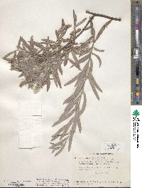 Salix exigua image