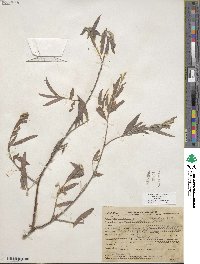 Salix exigua image