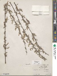 Salix exigua image