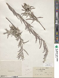 Salix exigua image