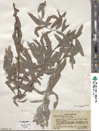 Salix exigua image