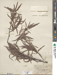 Salix exigua image