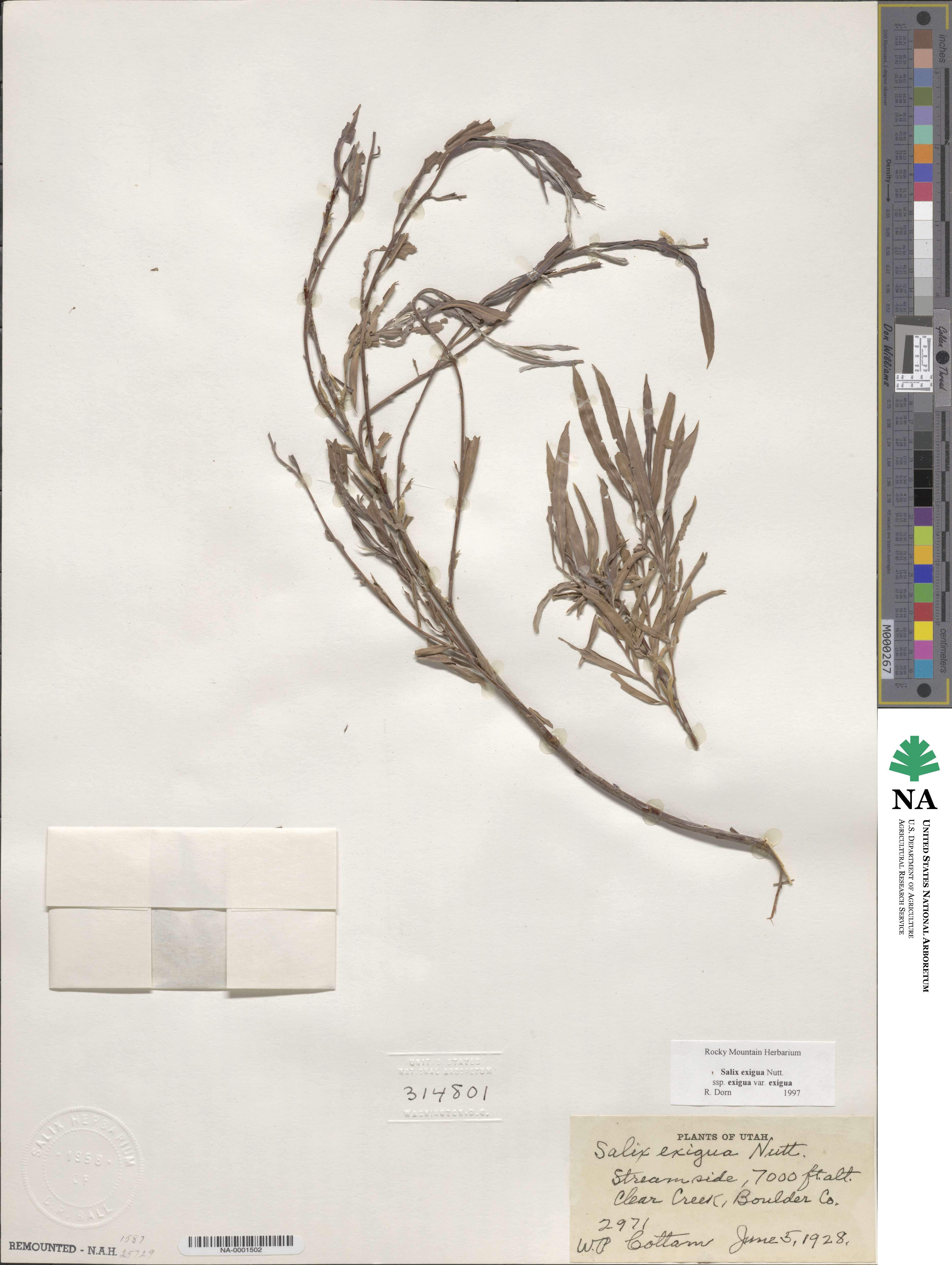 Salix exigua var. exigua image
