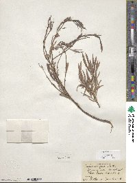 Salix exigua image