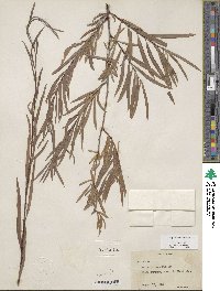 Salix exigua image