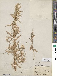 Salix exigua var. exigua image