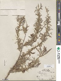 Salix exigua image