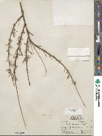 Salix exigua image