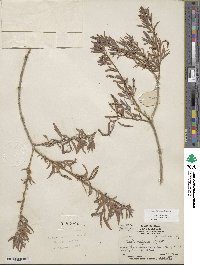 Salix exigua image