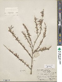 Salix exigua image