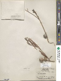 Salix exigua image