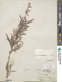 Salix exigua var. exigua image