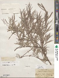 Salix exigua image