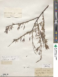 Salix exigua var. exigua image