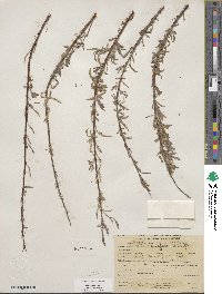 Salix exigua image