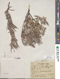 Salix exigua image