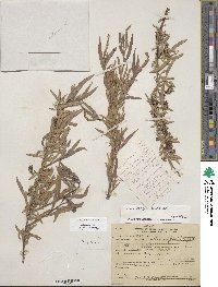 Salix exigua image