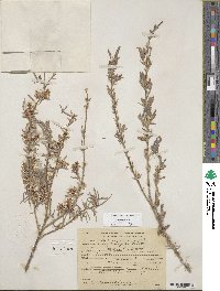 Salix exigua image