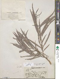 Salix exigua image