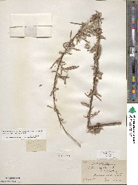 Salix exigua image