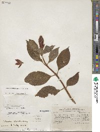 Image of Columnea peruviana