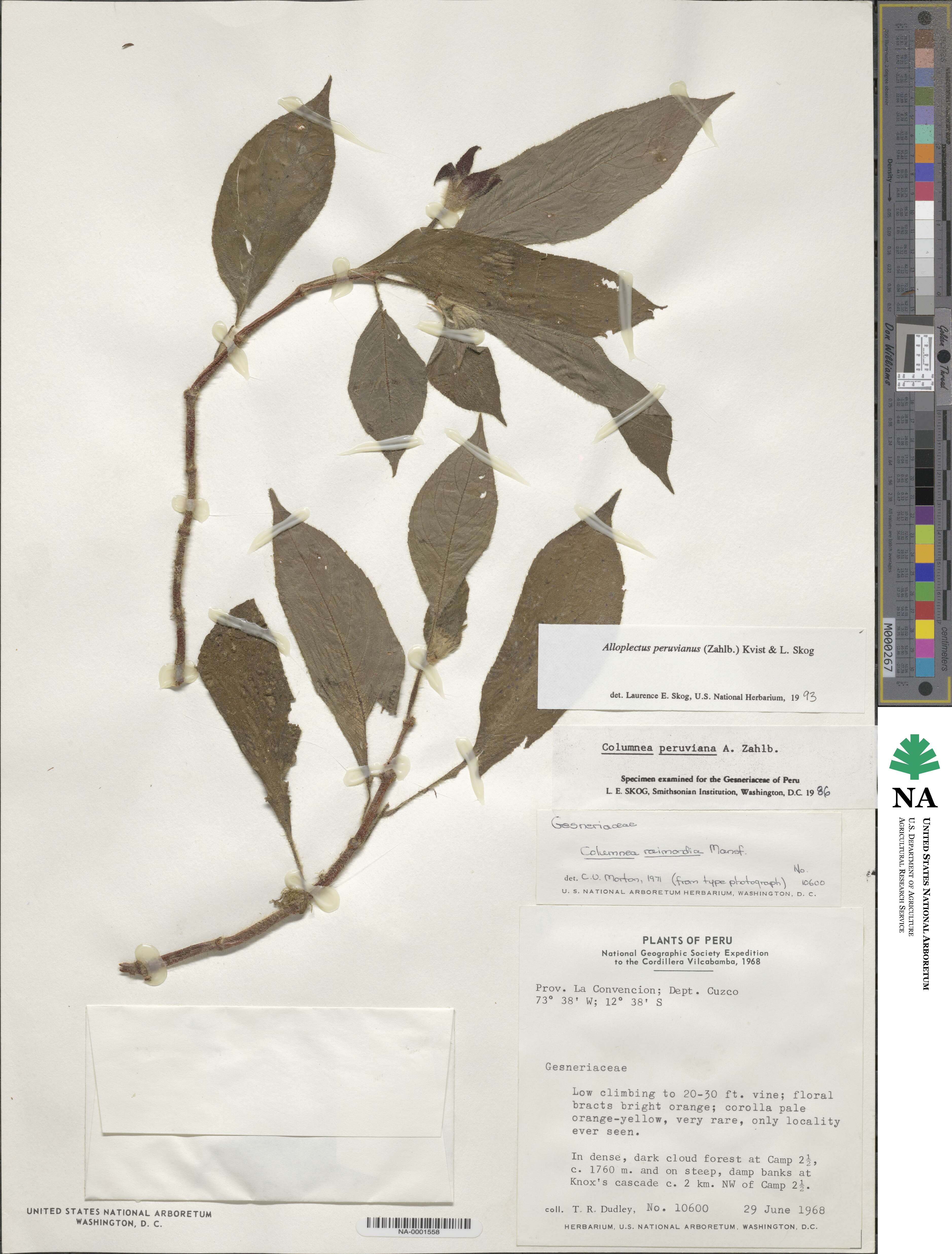 Columnea peruviana image