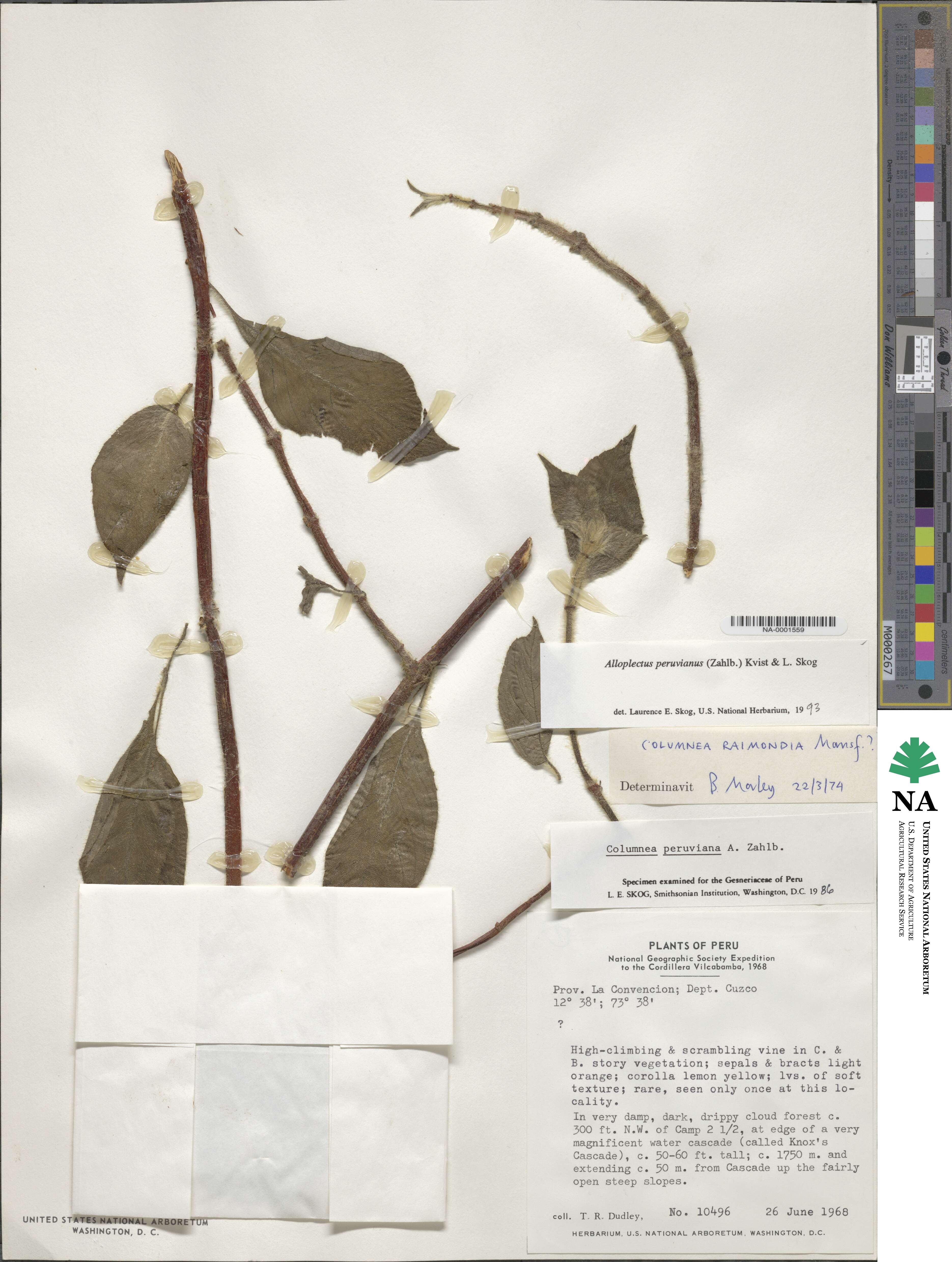 Columnea peruviana image