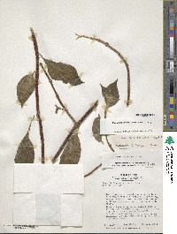 Columnea peruviana image