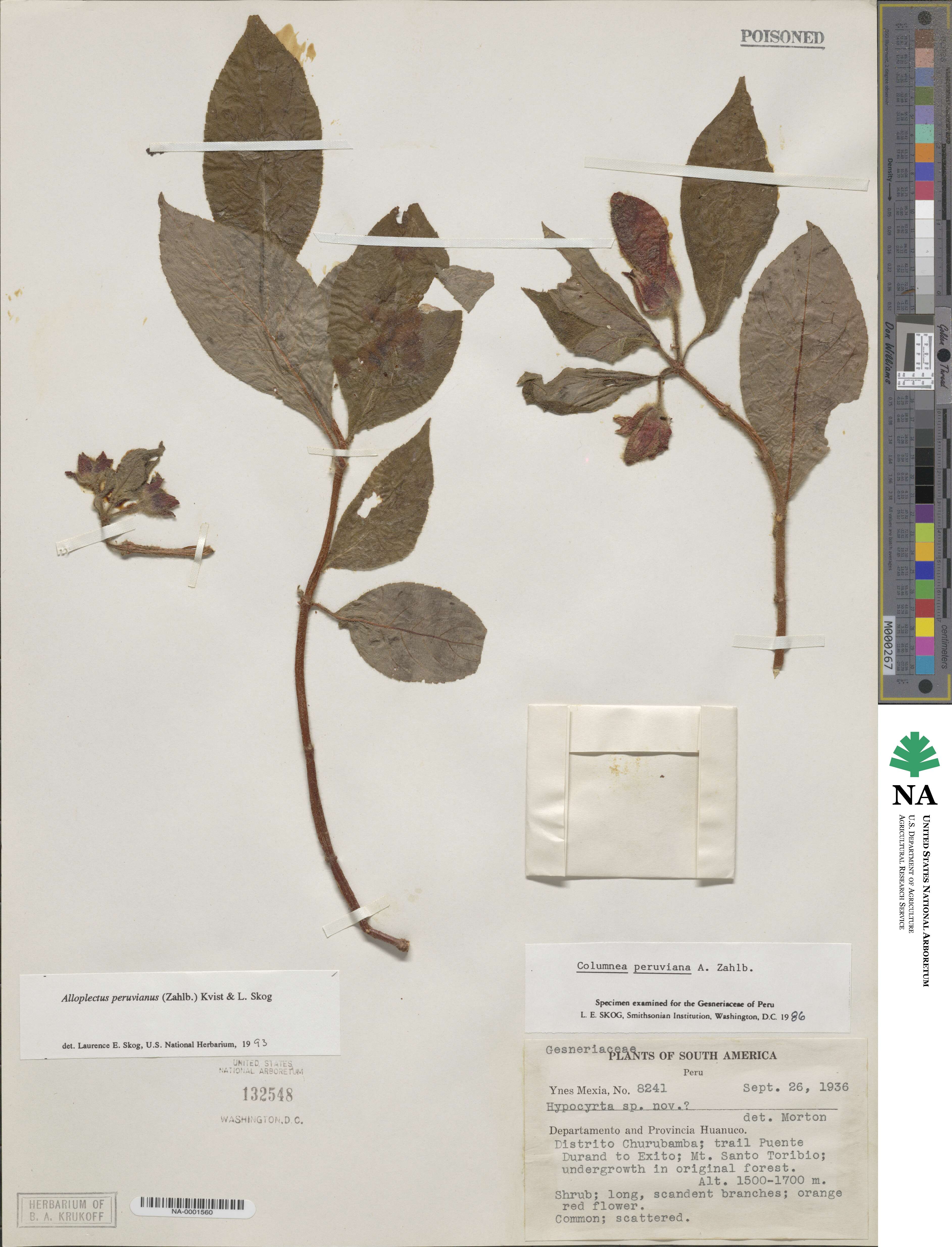 Columnea peruviana image