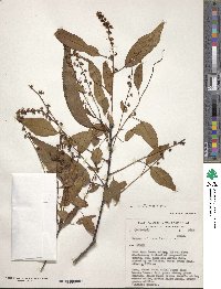 Pygeum africanum image