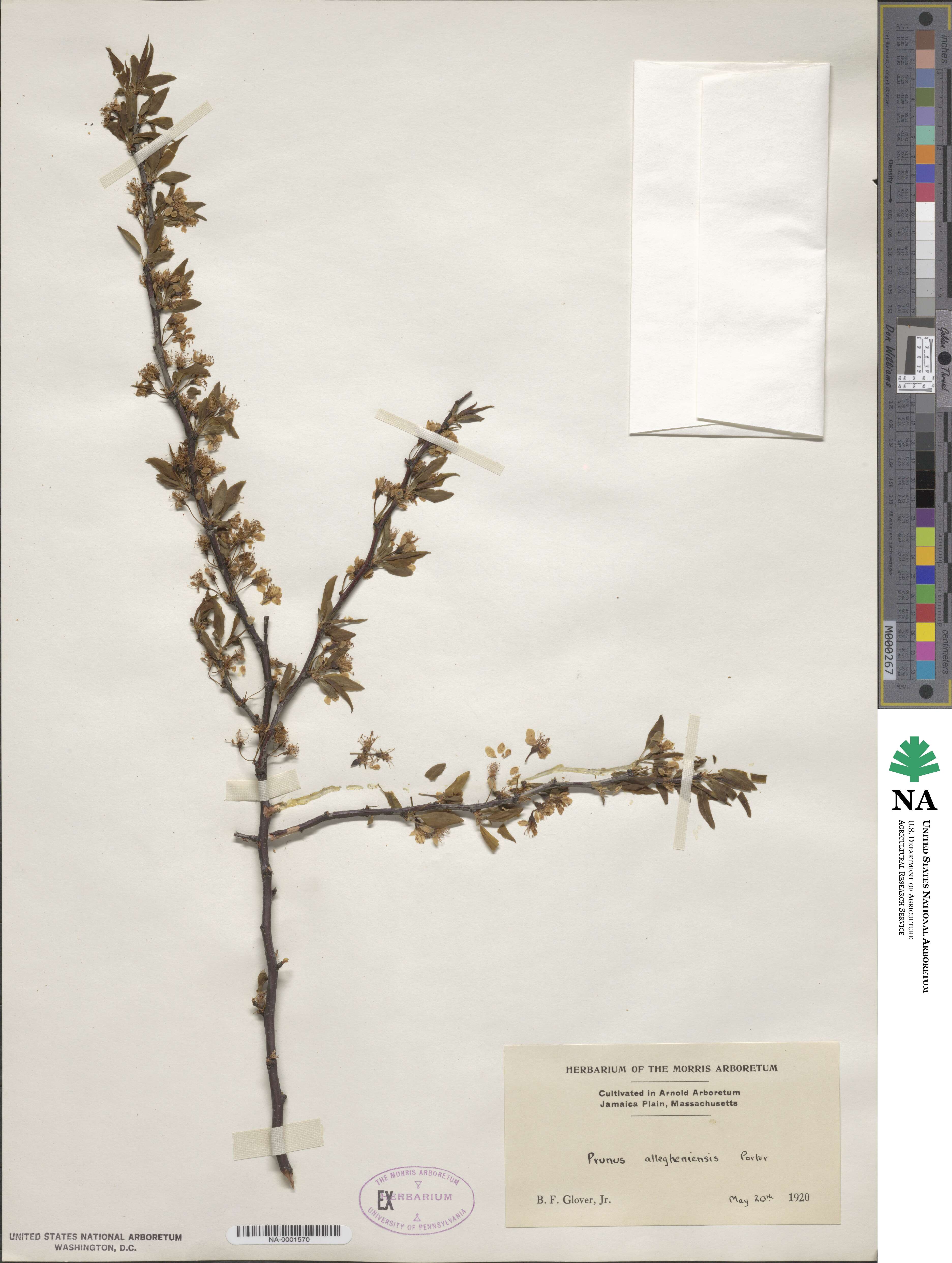 Prunus alleghaniensis image