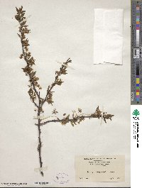 Prunus alleghaniensis image