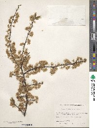 Prunus alleghaniensis image