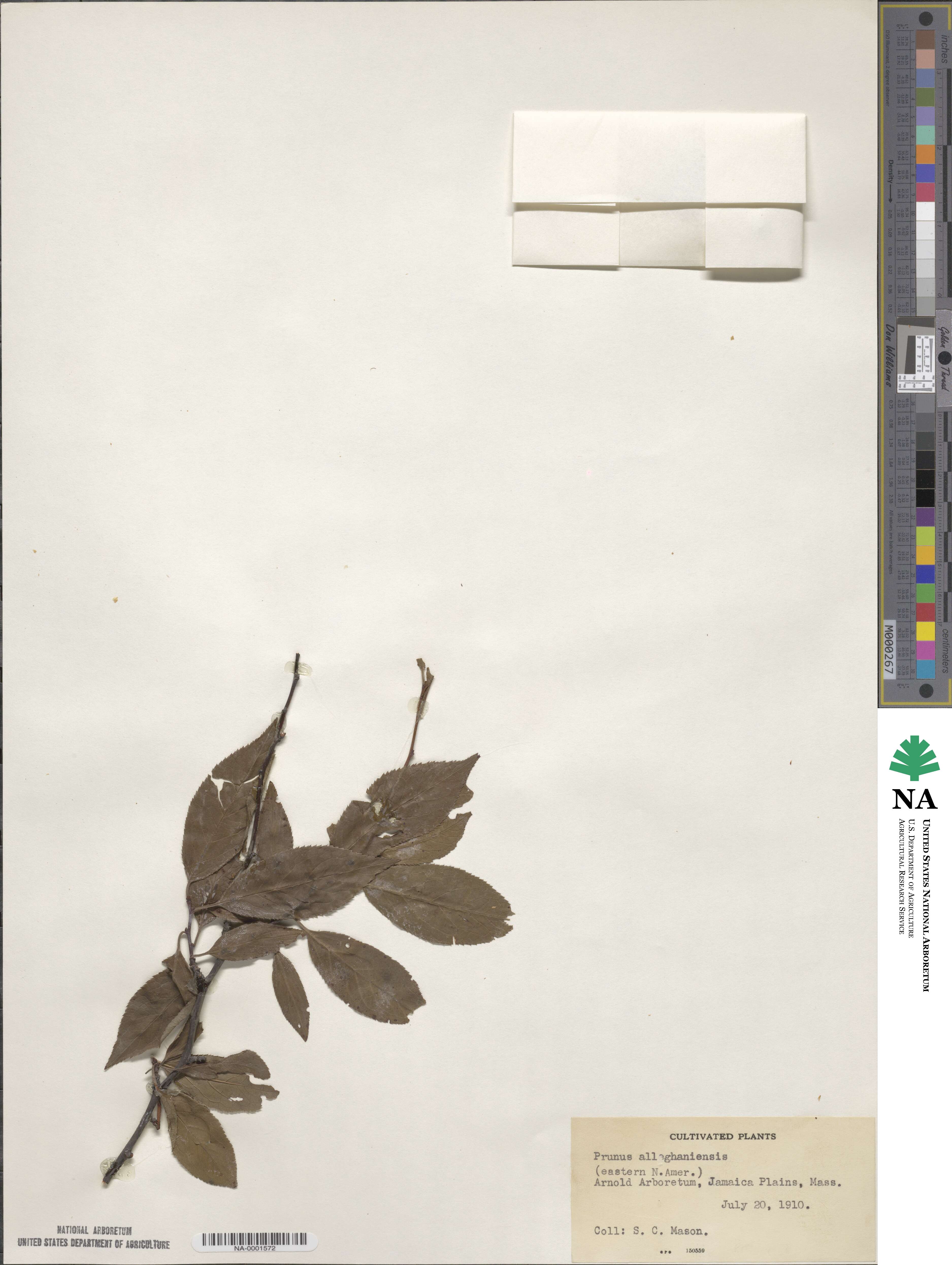 Prunus alleghaniensis image