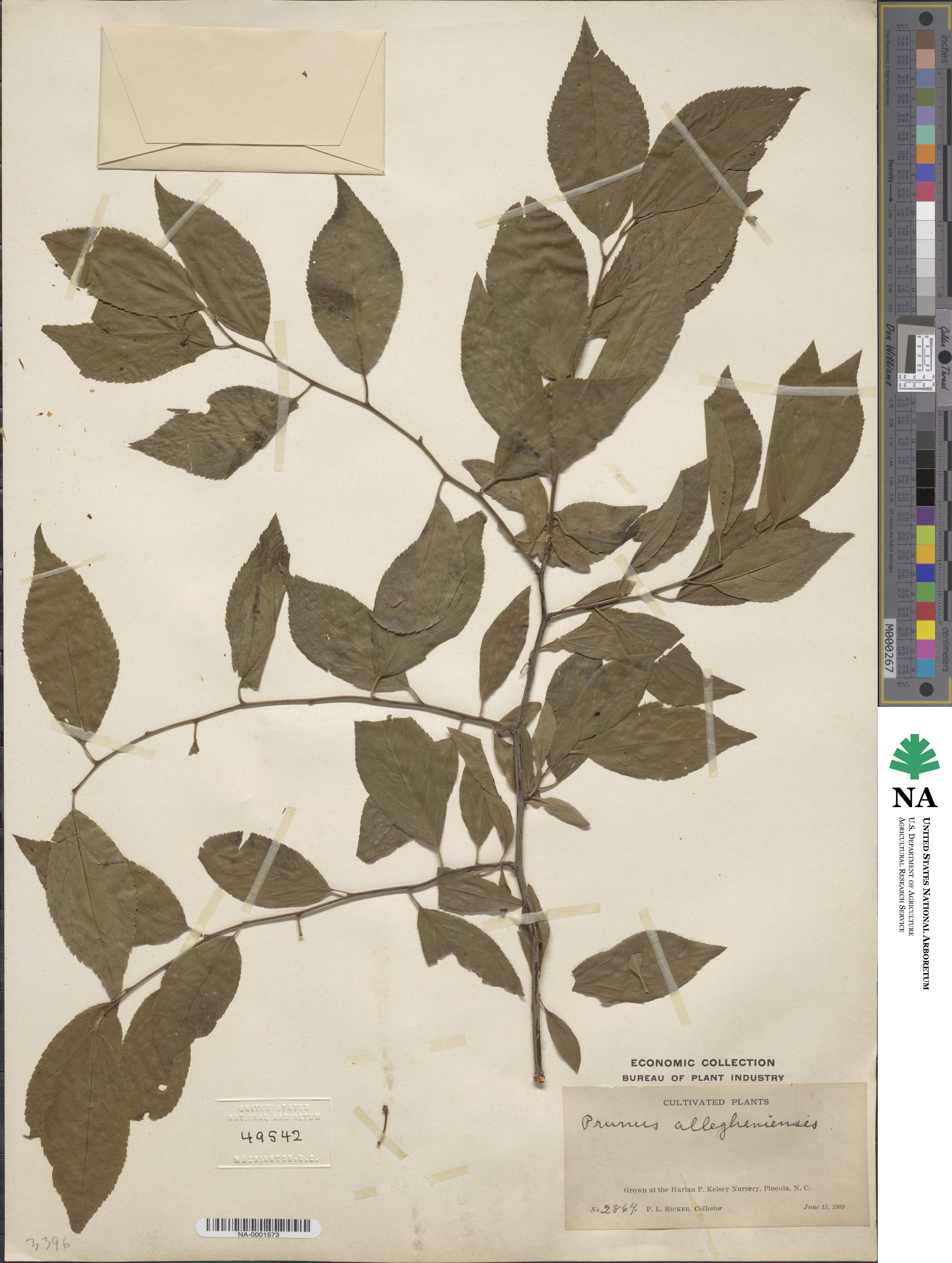 Prunus alleghaniensis image