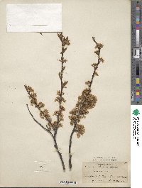 Prunus alleghaniensis image