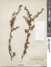 Prunus alleghaniensis image