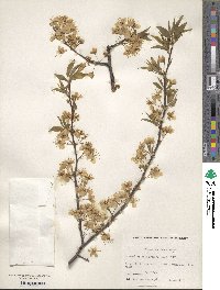 Prunus americana image