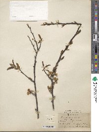 Prunus americana image