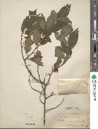 Prunus americana image