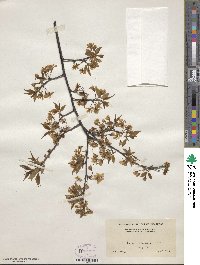 Prunus americana image