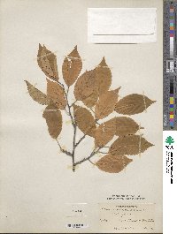 Prunus americana image