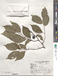 Prunus americana image