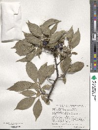 Prunus americana image