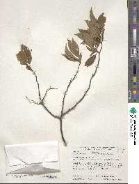 Prunus americana image