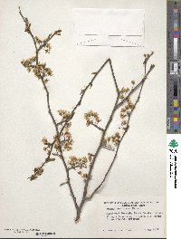 Prunus americana image