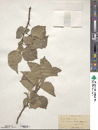 Prunus americana image